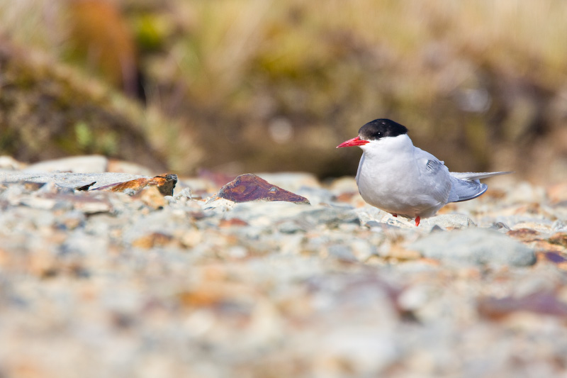 Antarctic Tern